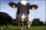 cow-with-ear-tag-bdr.jpg
