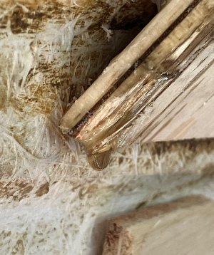 IMG_4720.jpeg IMG_4720.jpeg