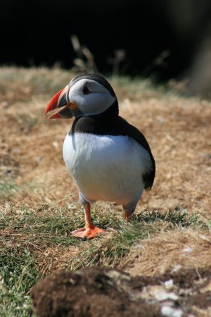 Puffin 4 - small.jpg