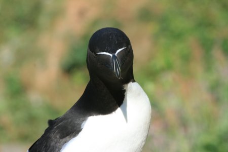 Razorbill close - small.jpg