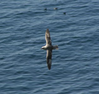 Fulmar in flight.JPG