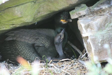 SHag and chick 1 - smaller.jpg