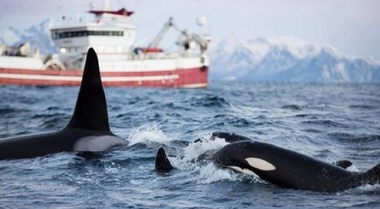 Tromsø,Kvalsund,North Norway.Herring-Oct-Feb (1).JPG