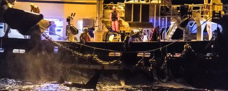 Tromsø,Kvalsund,North Norway.Herring-Oct-Feb (2).JPG