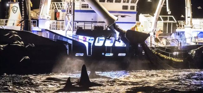 Tromsø,Kvalsund,North Norway.Herring-Oct-Feb (3).JPG