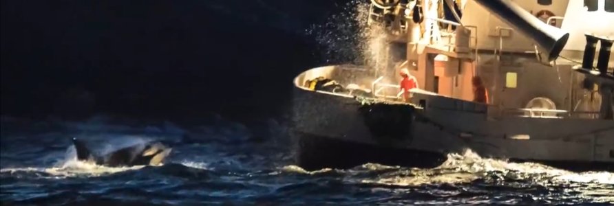 Tromsø,Kvalsund,North Norway.Herring-Oct-Feb (4).JPG