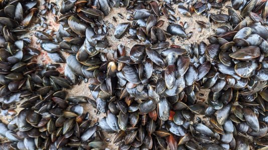 mussels.jpg