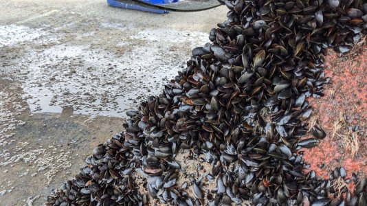 mussels2.jpg