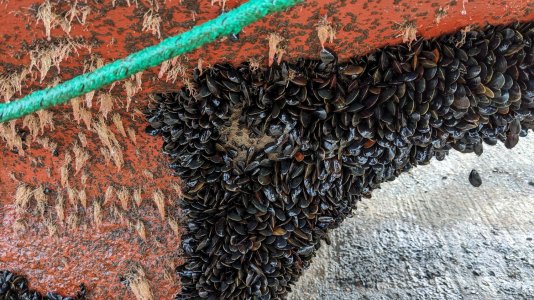 mussels3.jpg