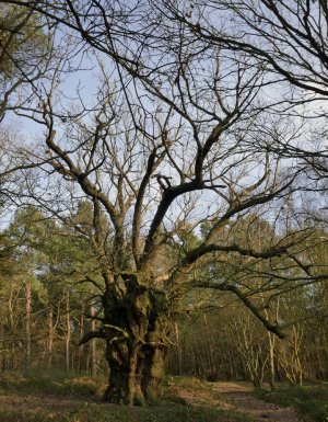 P1030613.jpg P1030613.jpg