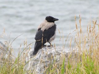 Mystic 23.jpg Mystic 23.jpg