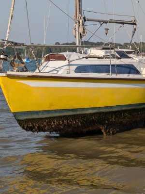 boat weed sept 2024.jpg