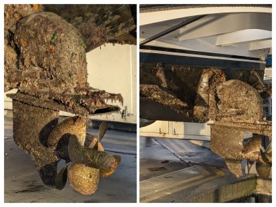 PXL_20240912_062922320-COLLAGE.jpg PXL_20240912_062922320-COLLAGE.jpg