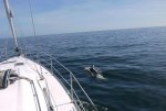 Dophins Near Menacles Falmouth Bay.jpg
