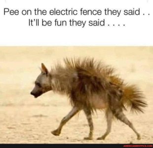 Hyena electric fence.jpg