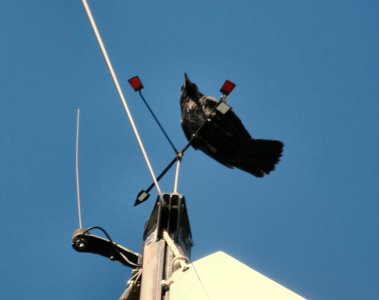 Crow playtime.JPG