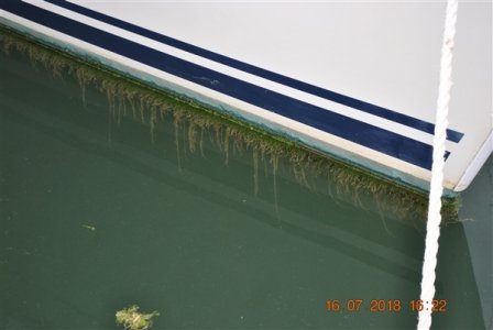 Weed on hull (600 x 402).jpg Weed on hull (600 x 402).jpg