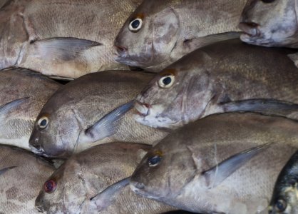 Plectorhinchus_mediterraneus_1 (1).jpg Plectorhinchus_mediterraneus_1 (1).jpg