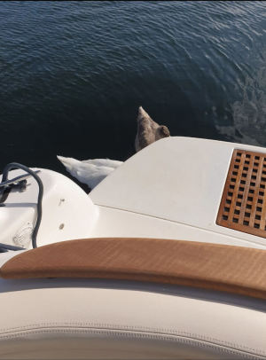 Screenshot 2025-05-09 at 11.11.24.png