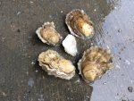 Oysters.jpg