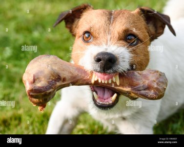 frightening-jaws-of-angry-dog-protecting-big-bone-H9M05F.jpg frightening-jaws-of-angry-dog-protecting-big-bone-H9M05F.jpg