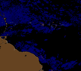 sargassum.png sargassum.png