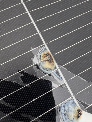 IMG_0411.jpeg IMG_0411.jpeg