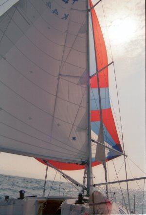 Barracuda (4 of 6).jpg