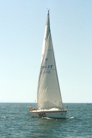 Barracuda (1 of 6).jpg