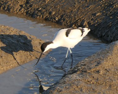 P1110971lores.JPG P1110971lores.JPG