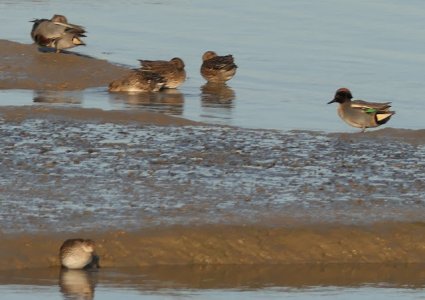 P1110917croplores.JPG P1110917croplores.JPG