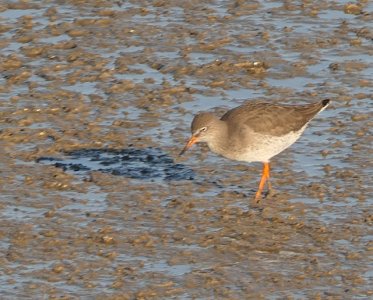 P1110930lores.JPG P1110930lores.JPG