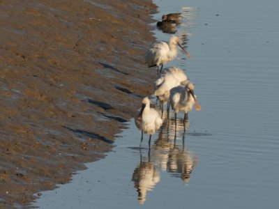 4.P1120012spoonbill lores.JPG 4.P1120012spoonbill lores.JPG