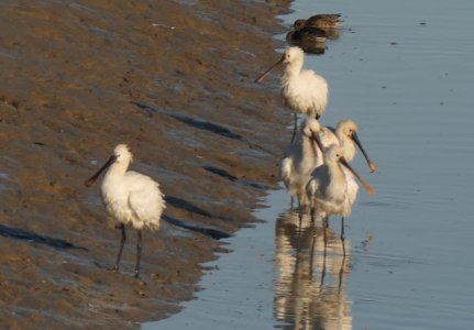 P1120013spoonbillcrop lores.JPG P1120013spoonbillcrop lores.JPG
