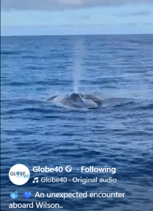 108 wilson whale.png 108 wilson whale.png