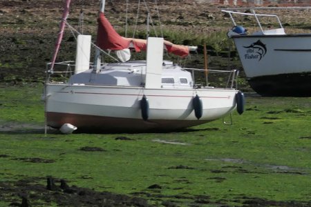 Red Fox Emsworth P1010036.JPG