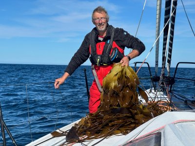 133 jangada kelp.jpg