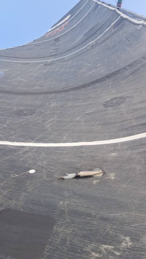 144 whiskey squid zoom.jpg