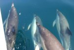 Common Dolphins.jpg