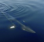 Minke whale 04 from _0419 MOV TKSharpen.jpg