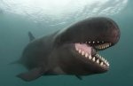 False Killer Whale.jpg False Killer Whale.jpg
