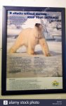 Polar bear poster.jpg Polar bear poster.jpg