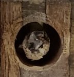 broken drill cored.jpg