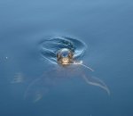 DSC_1042.JPG (2).jpg DSC_1042.JPG (2).jpg