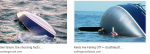 Screenshot_2020-11-17 yachts lose keel - Google Search.png