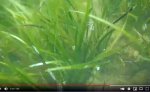 eelgrass still.jpg