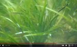 eelgrass still.jpg eelgrass still.jpg