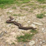 hissing sid.jpeg hissing sid.jpeg