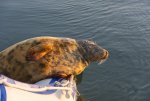 Seal 6.jpg
