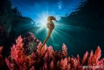 002-seahorse-on-coral-reef.jpg